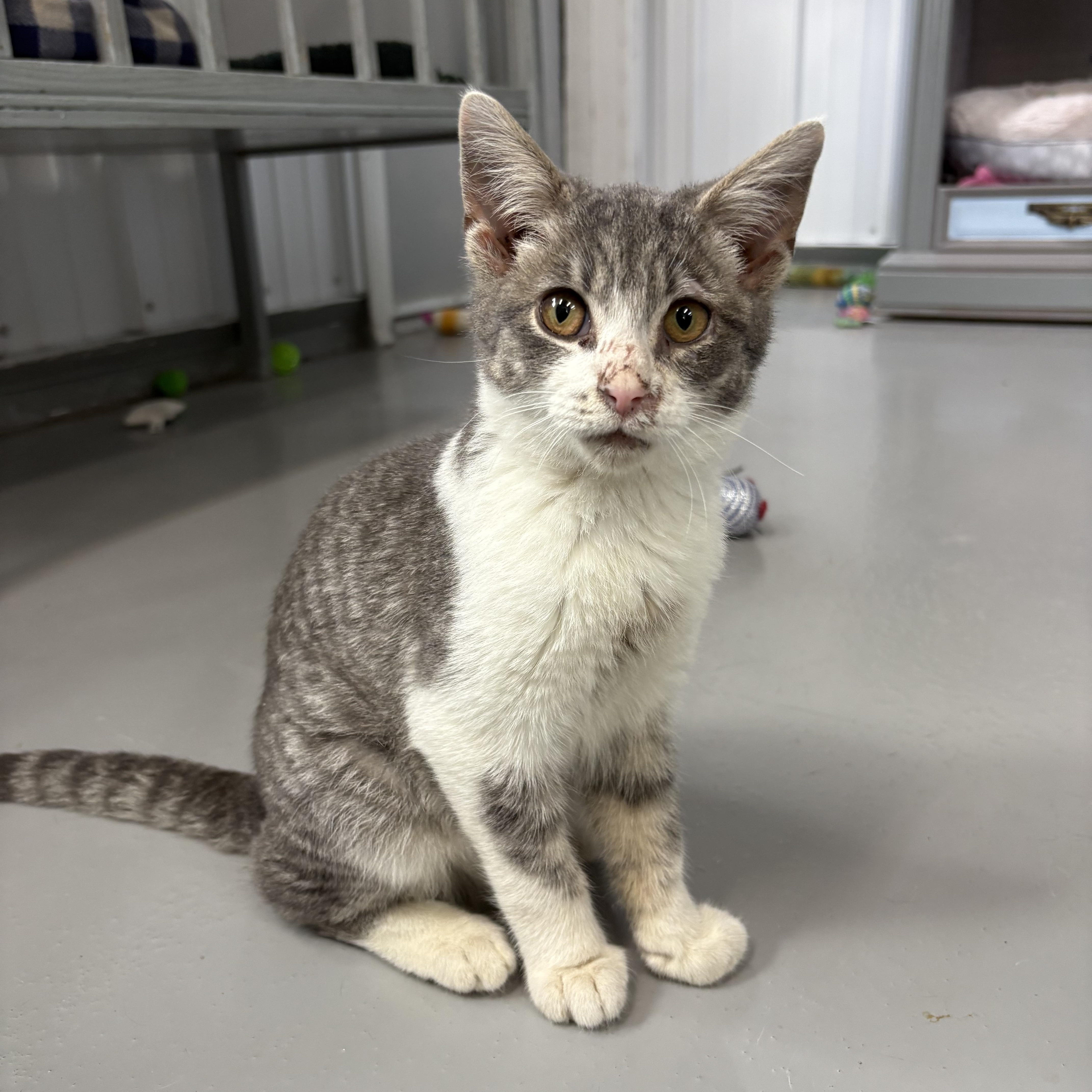 A young medium-sized male American Shorthair cat named Finn for adoption in Big Rapids, MI