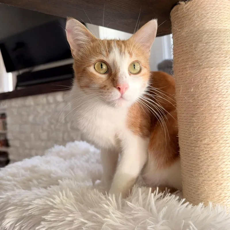 A young medium-sized female Orange / Red Domestic Short Hair cat named Abby for adoption in Fort Worth, TX