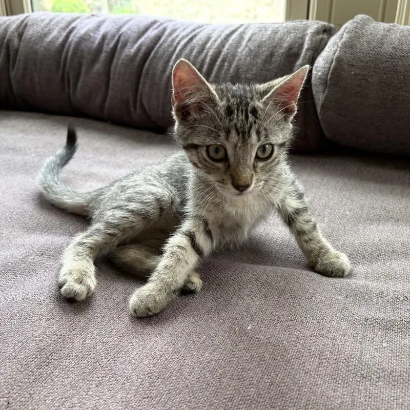 A baby medium-sized male Tabby (Gray / Blue / Silver) Domestic Short Hair cat named Pip for adoption in Austin, TX
