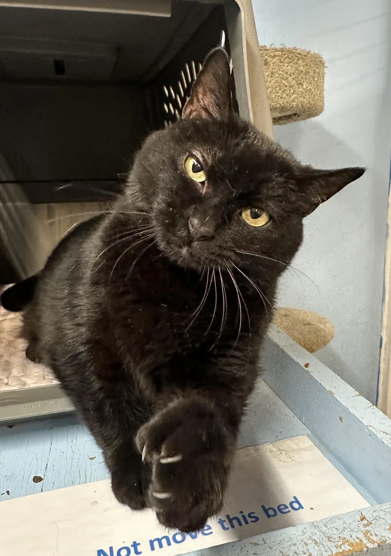 Wrenleespecial Diet thumbnail 2