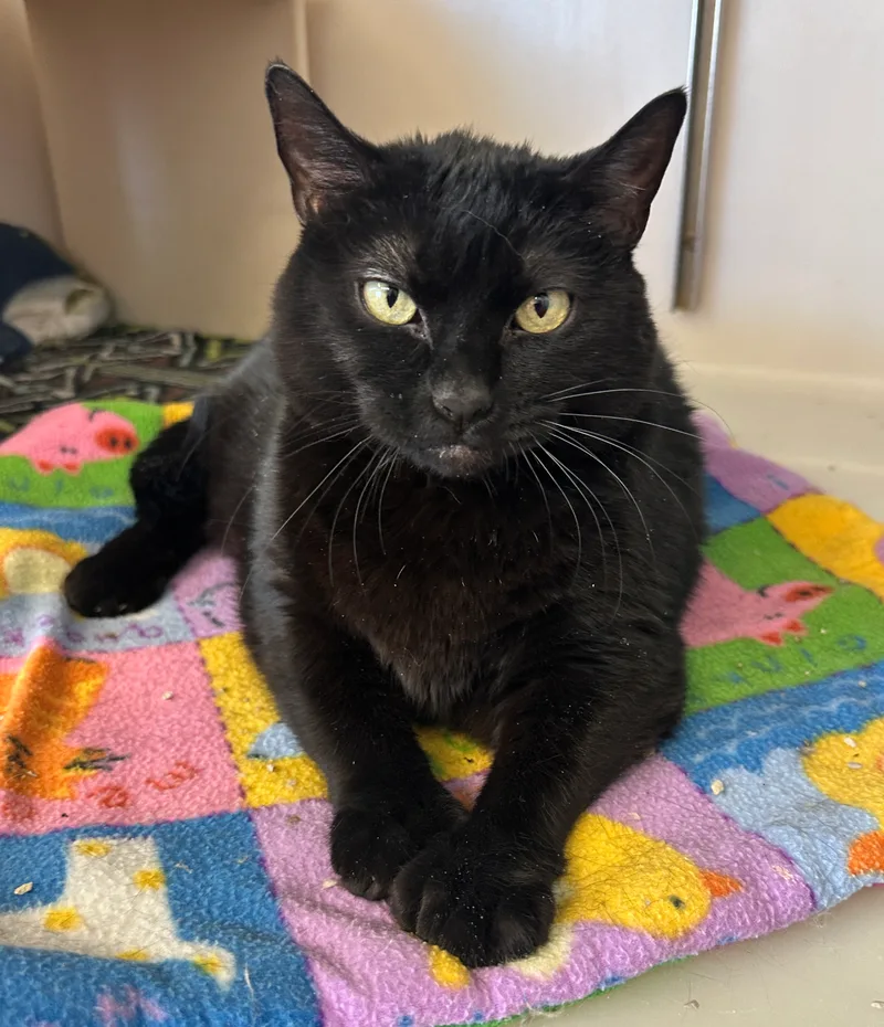 Wrenleespecial Diet thumbnail 3