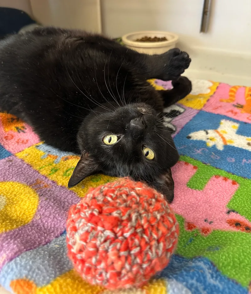 Wrenleespecial Diet thumbnail 4