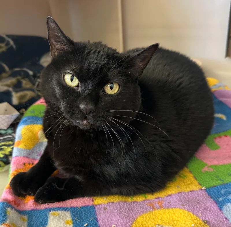 Wrenleespecial Diet thumbnail 5