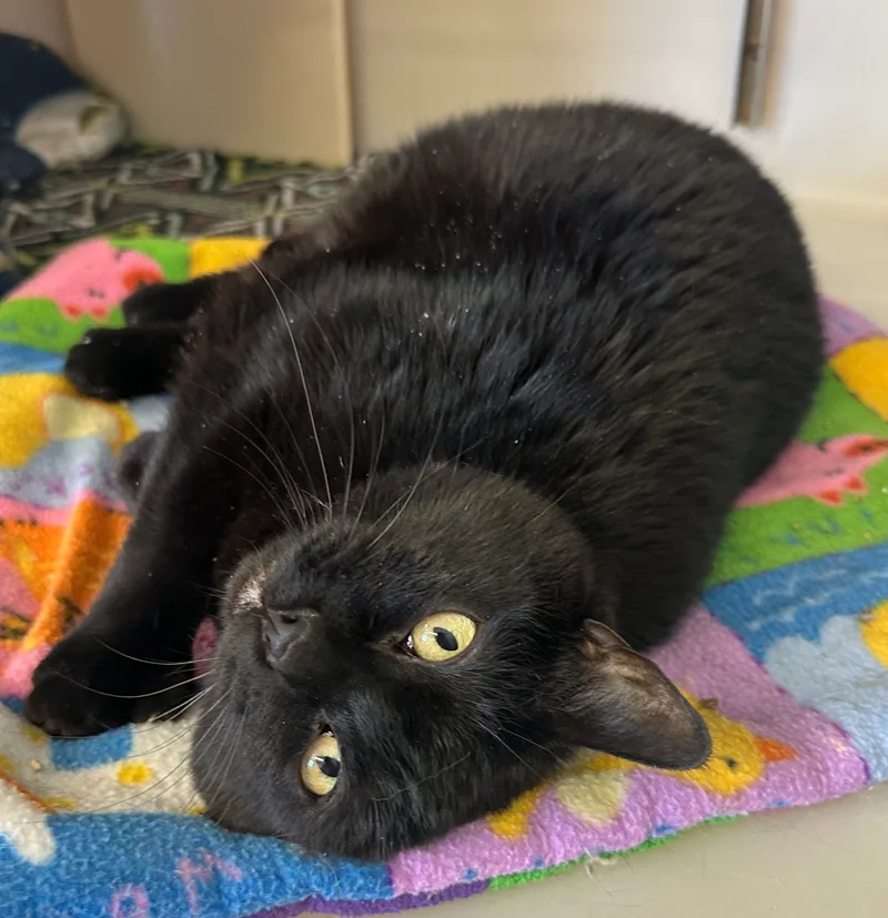 Wrenleespecial Diet thumbnail 6