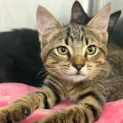 A baby small-sized female Domestic Short Hair cat named Octavia for adoption in West Chester, PA