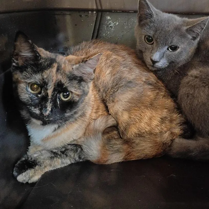A baby small-sized female Tortoiseshell Domestic Short Hair cat named Kazooie for adoption in Lynchburg, VA