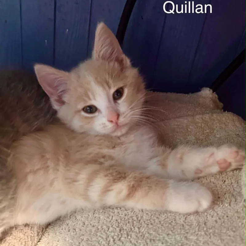 A baby medium-sized female Tabby (Orange / Red) Tabby cat named Quillan for adoption in Wyandotte, MI