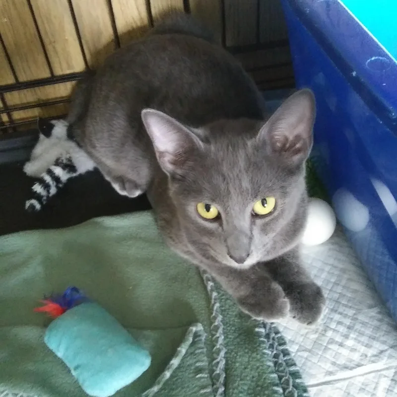 A baby medium-sized female Gray / Blue / Silver Domestic Short Hair cat named Elizabeth for adoption in Port Wentworth, GA