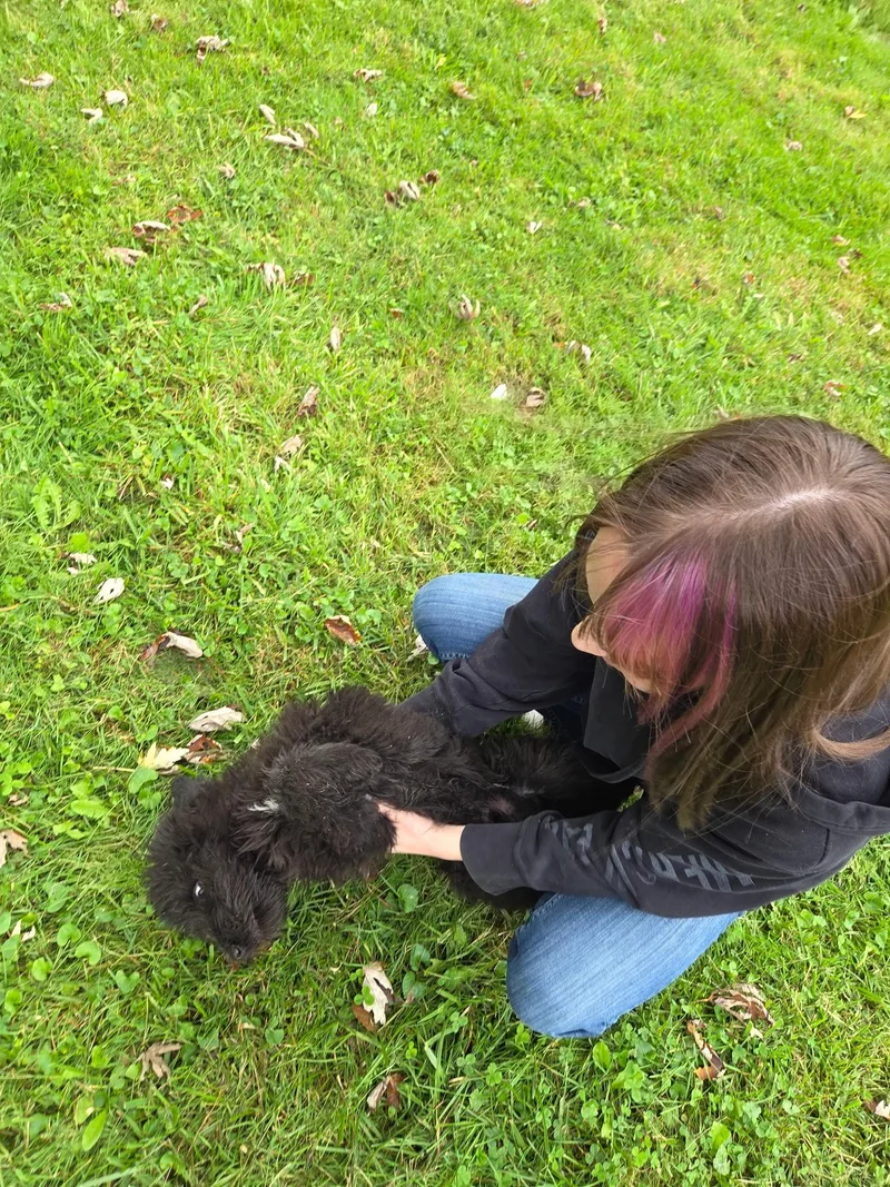 A baby small-sized male Poodle dog named Bear for adoption in Muncie, IN
