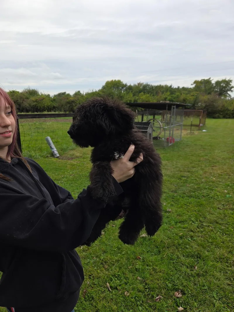 Bear thumbnail 4