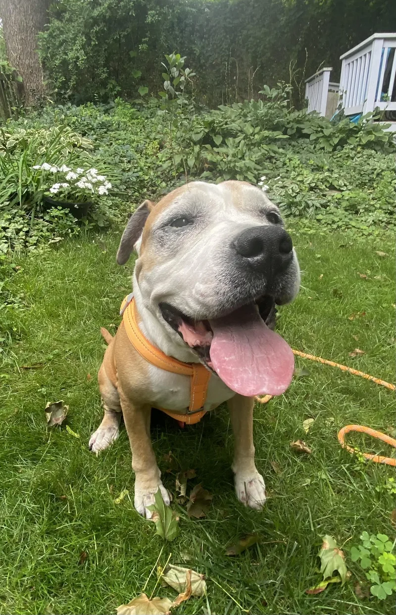 A senior medium-sized male American Staffordshire Terrier dog named Buster for adoption in Pittsburgh, PA
