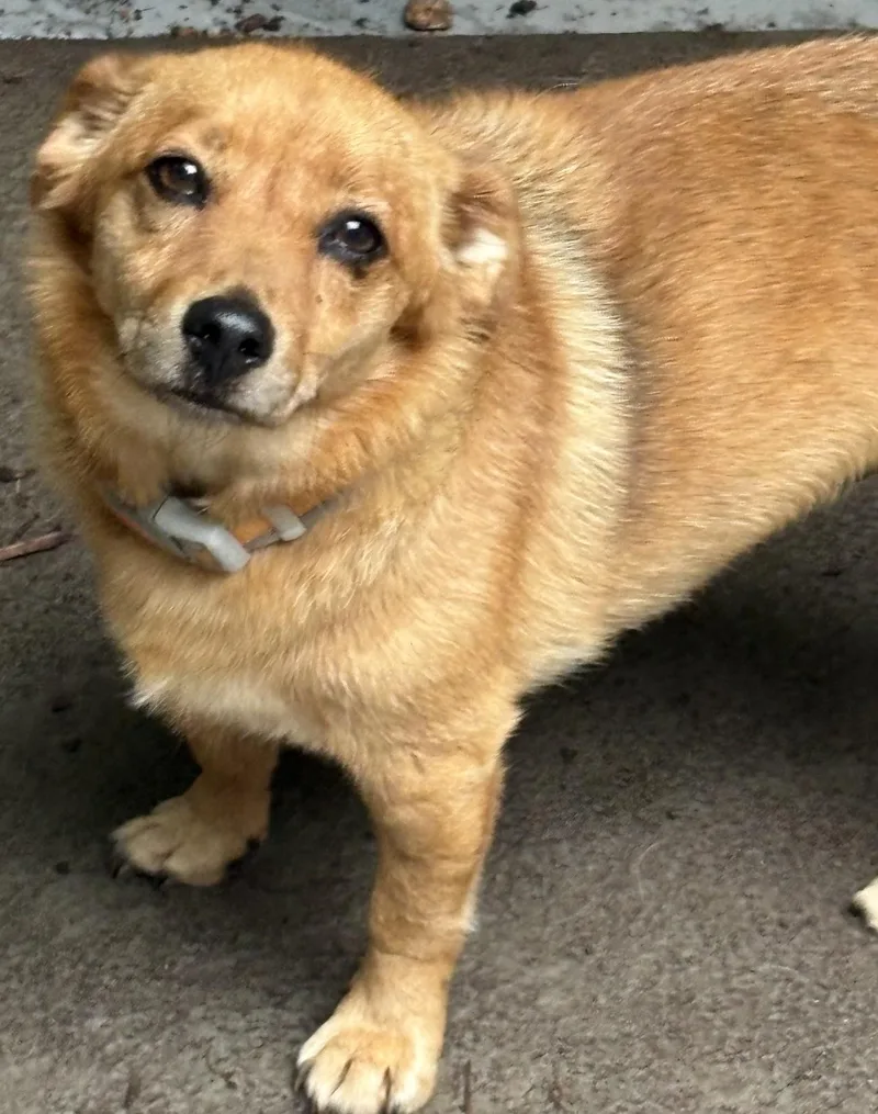 An adult small-sized male Beagle dog named Rosco for adoption in Chalfont, PA