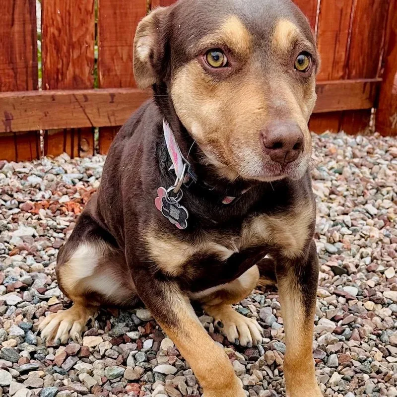An adult medium-sized female Brown / Chocolate Pit Bull Terrier dog named Piper for adoption in Lander, WY
