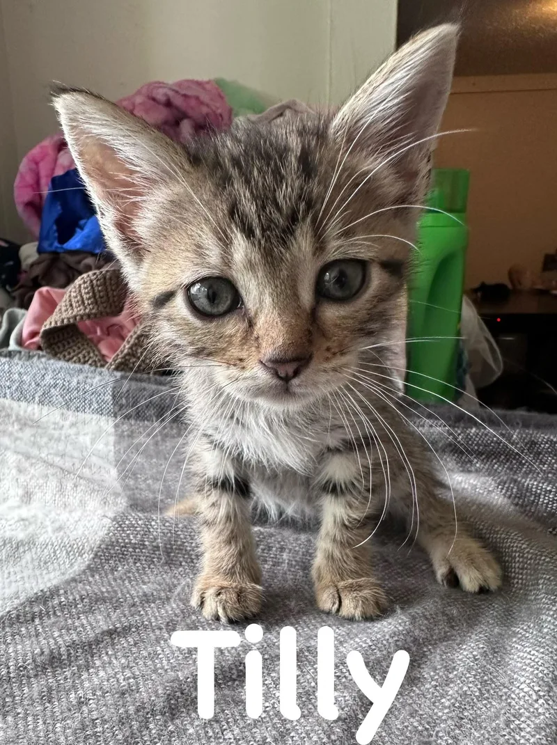 A baby medium-sized female Tabby (Brown / Chocolate) Domestic Short Hair cat named Tilly for adoption in White Lake, MI