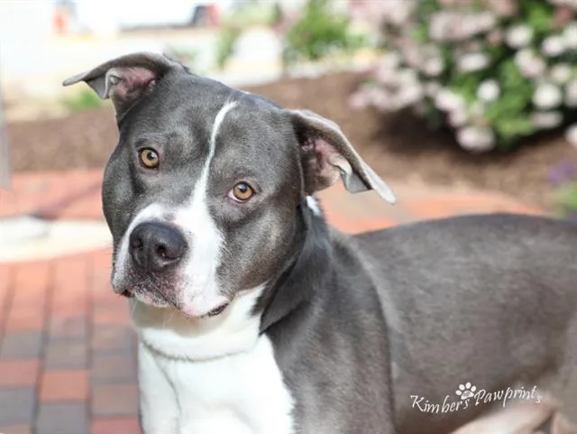 Roo