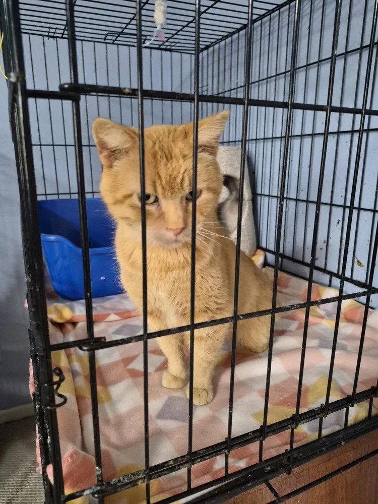 An adult large-sized male Domestic Short Hair cat named Hey Dude for adoption in O'Fallon, MO