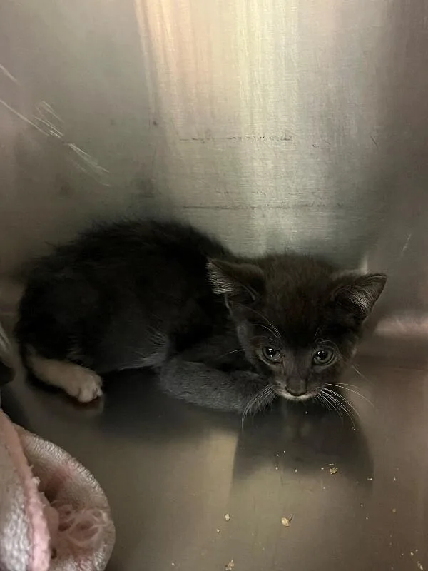 A young medium-sized male Domestic Short Hair cat named Ernie for adoption in Disputanta, VA
