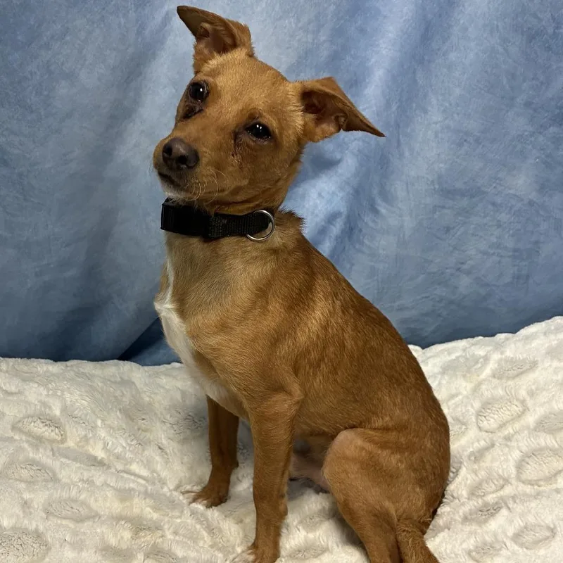 An adult small-sized male Red / Chestnut / Orange Chihuahua dog named Chico for adoption in Buchanan Dam, TX