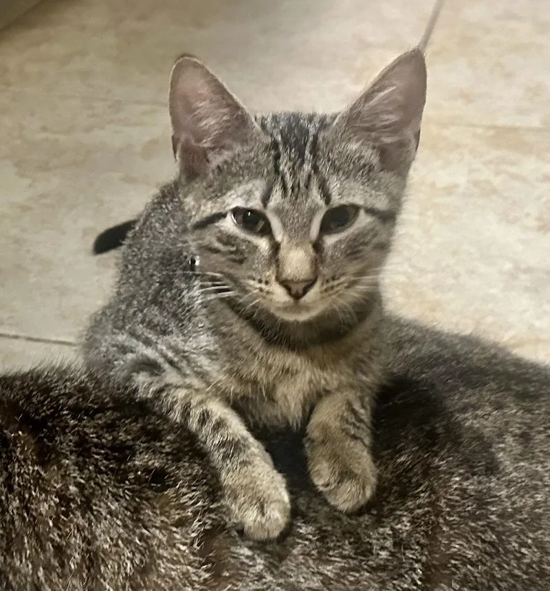 Bolt Brotheroftornado thumbnail 2