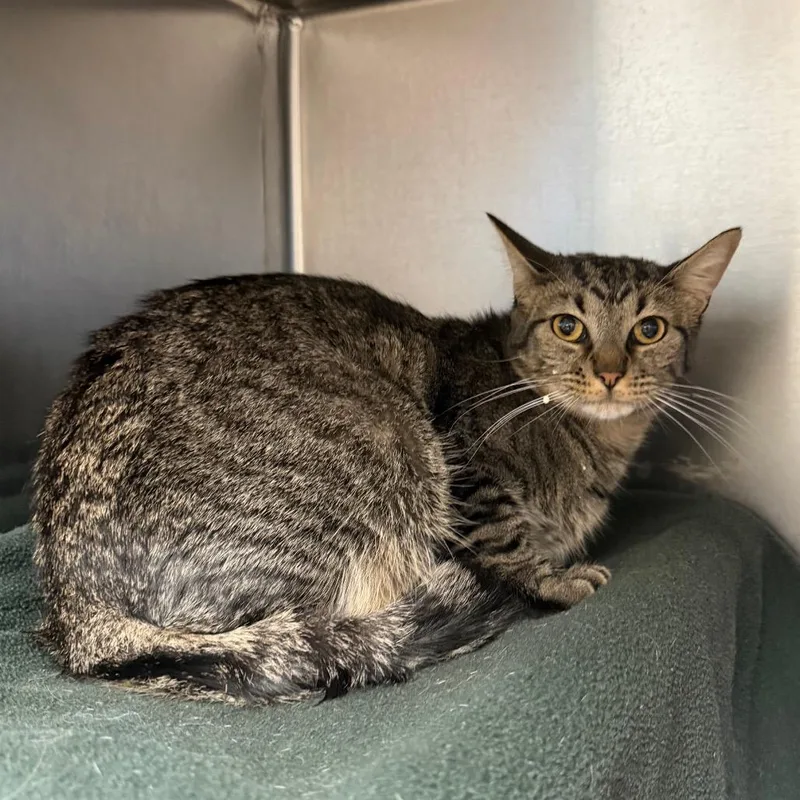 An adult medium-sized male Domestic Short Hair cat named Snickers for adoption in Fredericksburg, VA