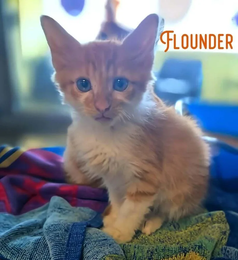 A baby small-sized male Orange & White Domestic Short Hair cat named Flounder for adoption in Bossier City, LA