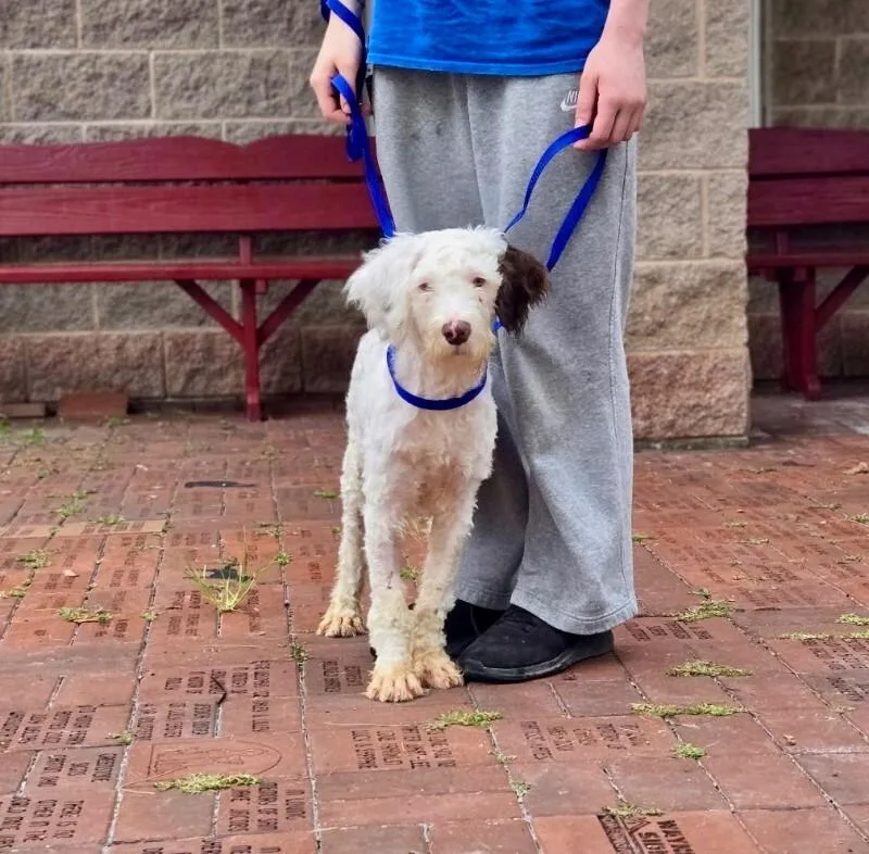 A young medium-sized female White / Cream Portuguese Water Dog dog named Mason for adoption in Wooster, OH