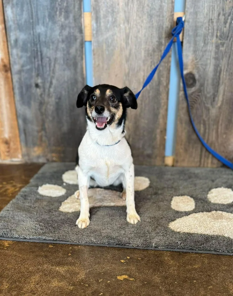 A young small-sized female Chihuahua dog named Mischief for adoption in Milwaukee, WI