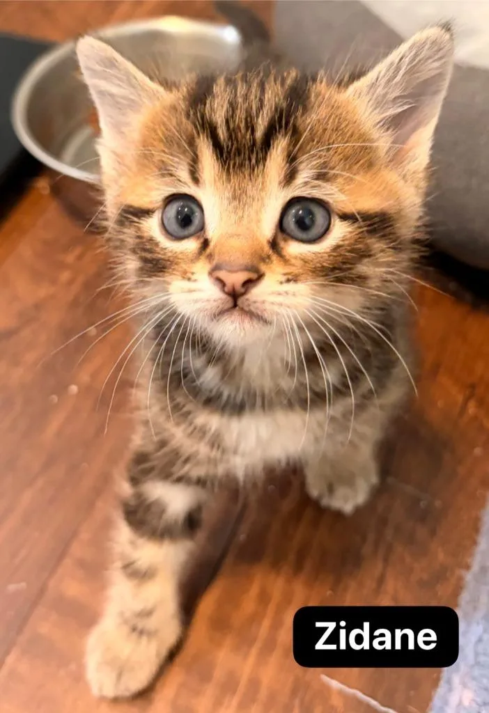 A baby medium-sized male Domestic Short Hair cat named Zidane for adoption in Johnson City, TN