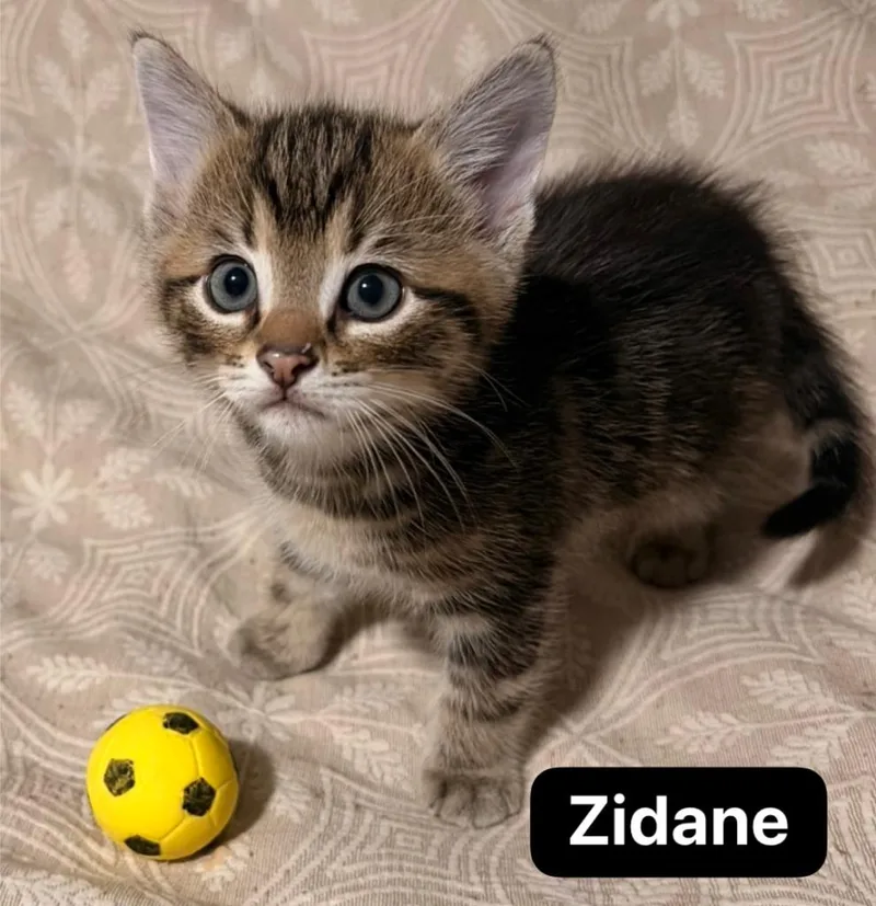 Zidane thumbnail 4