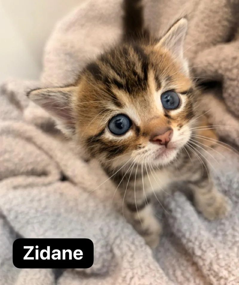 Zidane thumbnail 6