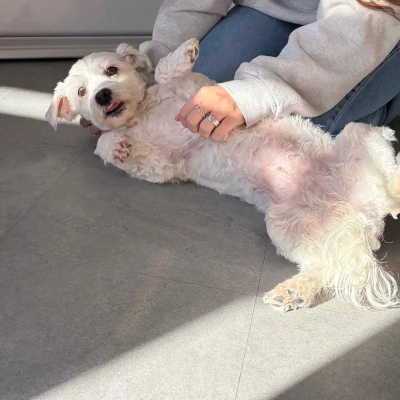 An adult small-sized female White / Cream Maltese dog named Bella for adoption in Morrisville, VT