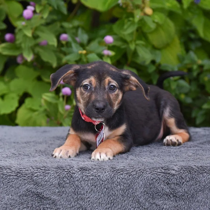 A baby small-sized female Terrier dog named Sweet for adoption in Wake Forest, NC