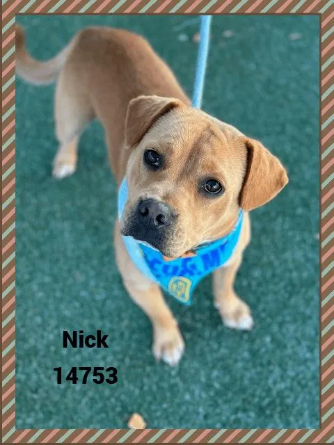 A young medium-sized male American Bully dog named Nick for adoption in Marietta, GA