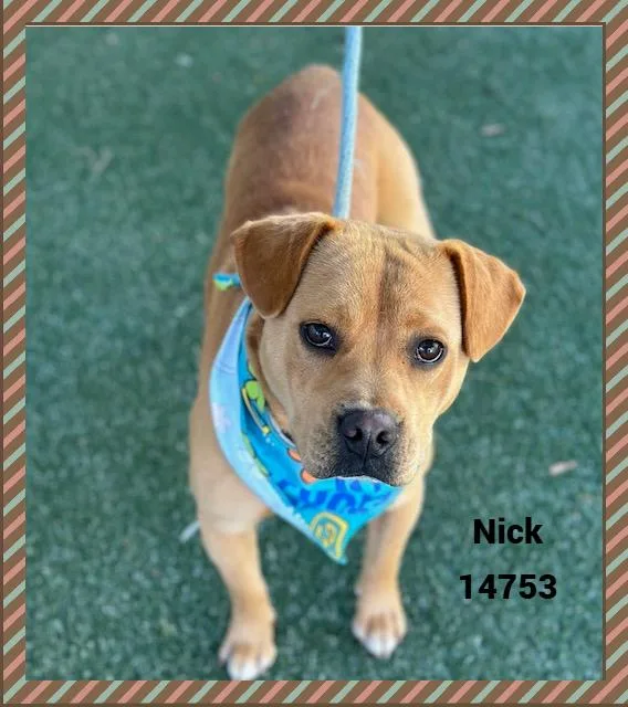 Nick thumbnail 6