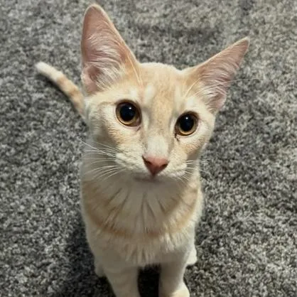 A young medium-sized male Tabby (Buff / Tan / Fawn) Domestic Short Hair cat named Apollo for adoption in Rochester, MN