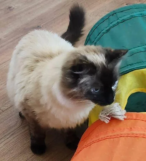 An adult medium-sized female Chocolate Point Siamese cat named Jasmin for adoption in Fernley, NV