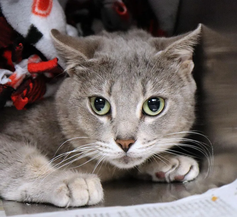 A young medium-sized female Tabby (Gray / Blue / Silver) Domestic Short Hair cat named Clara for adoption in Kansas City, KS