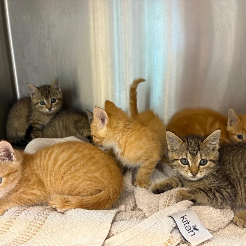 Captain Culter thumbnail 2