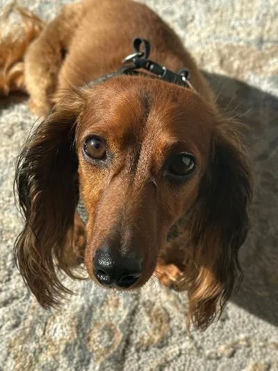 Fritz