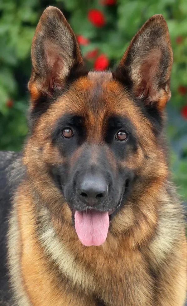A young large-sized female Black German Shepherd Dog dog named Vienna Von Vierden for adoption in Los Angeles, CA