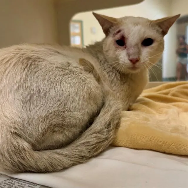 An adult medium-sized male Domestic Short Hair cat named Zeus for adoption in Riverside, CA