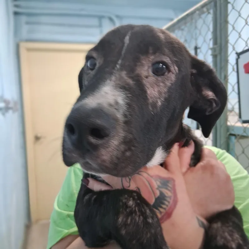 A baby medium-sized male Black Labrador Retriever dog named Claude for adoption in Denison, TX