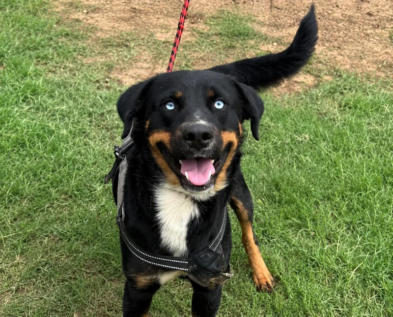 A young large-sized female Tricolor (Brown, Black, & White) Rottweiler dog named Riley for adoption in Brookeville, MD