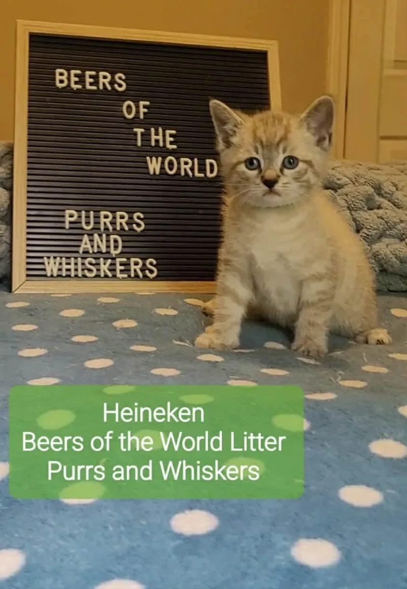 A baby medium-sized male Tabby (Tiger Striped) Domestic Short Hair cat named Heineken for adoption in New Hartford, NY