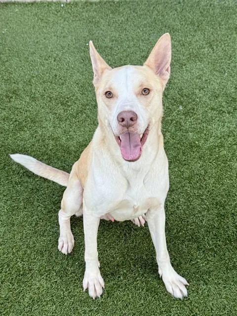 An adult large-sized male Mixed Breed dog named Miso for adoption in Dallas, TX