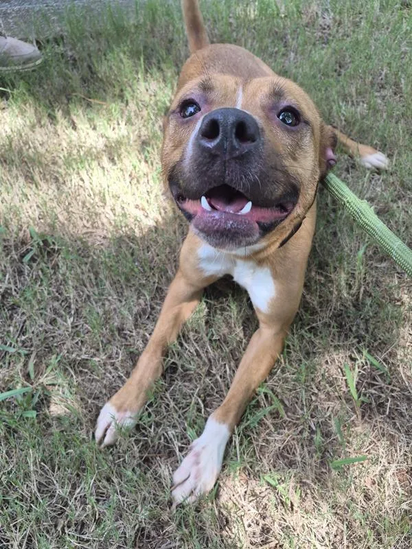 An adult medium-sized female Pit Bull Terrier dog named Pen Honey for adoption in Lawrenceville, GA