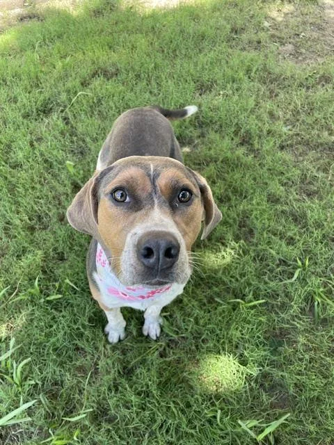 A young medium-sized female Ibizan Hound dog named Nancy for adoption in Tulsa, OK