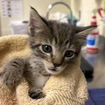 A baby small-sized male Brown / Chocolate Domestic Short Hair cat named Grace for adoption in Asheville, NC