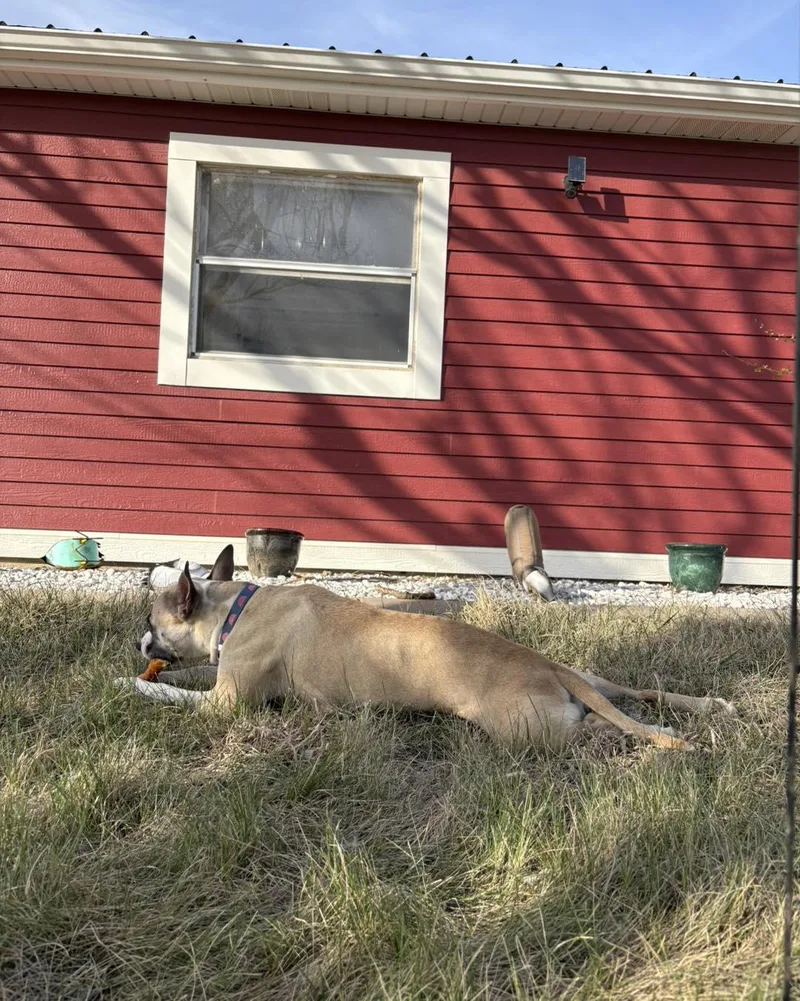 A young medium-sized female Apricot / Beige American Bully dog named Emma for adoption in Manhattan, KS