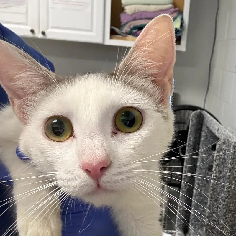 An adult medium-sized female White Domestic Short Hair cat named Mama Cat for adoption in Greenville, SC